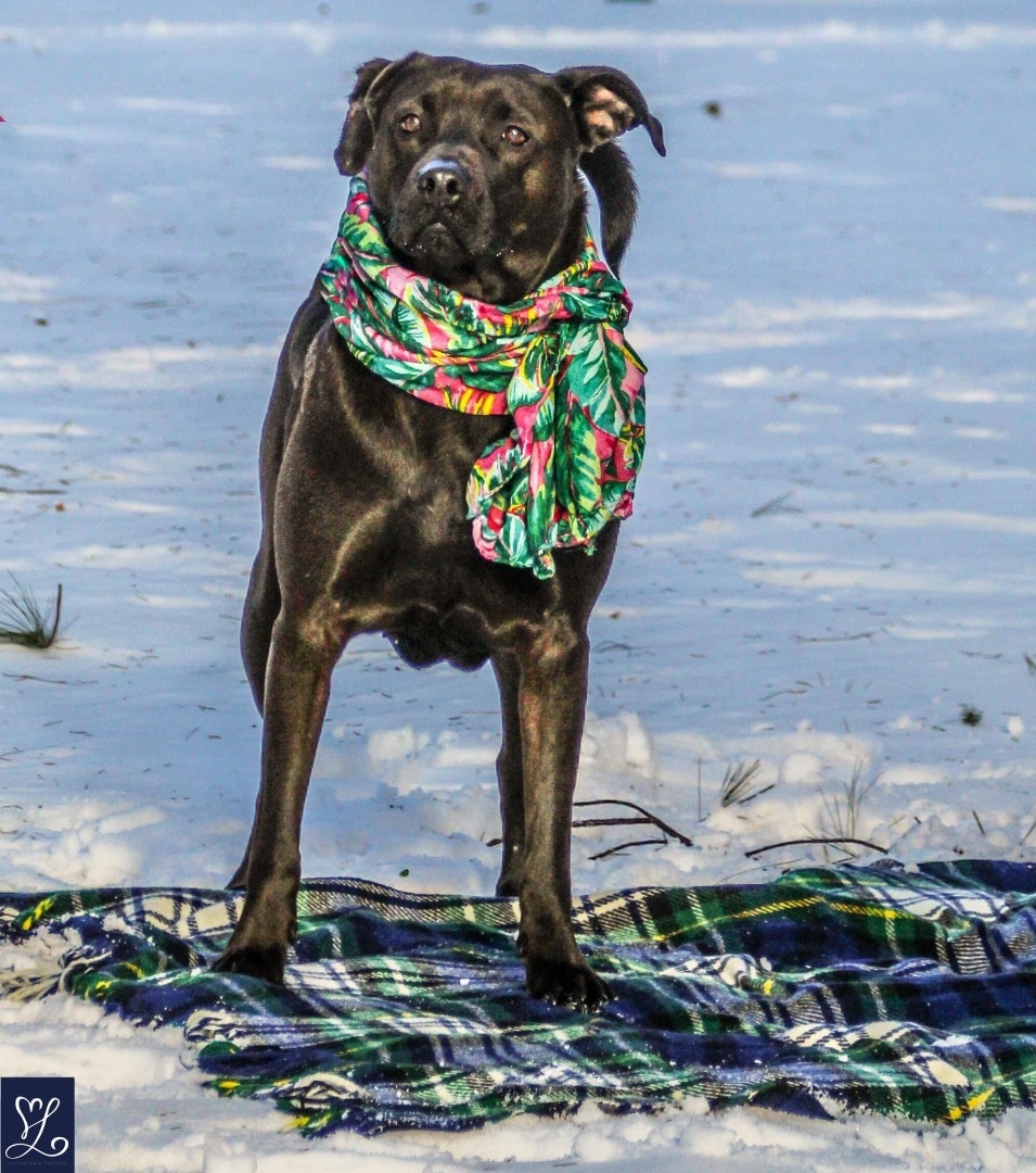 Stevie, an adoptable Mixed Breed in Rochester , NY, 14624 | Photo Image 6