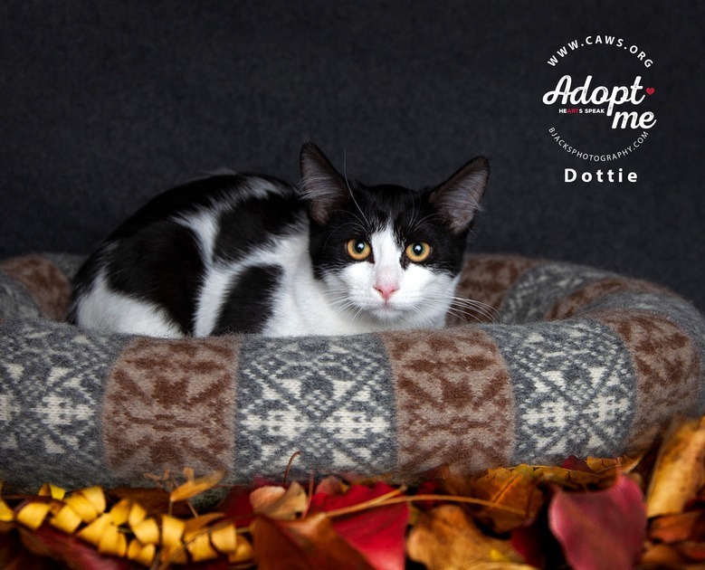 Dottie, an adoptable Domestic Medium Hair in Salt Lake City, UT, 84117 | Photo Image 1