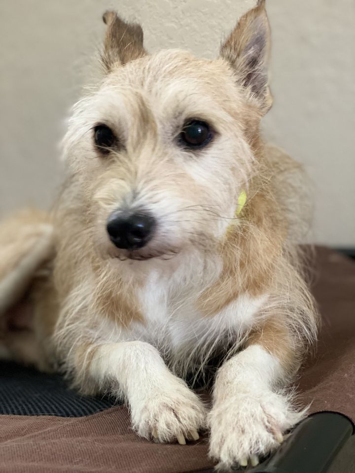 Leo, an adoptable Chinese Crested Dog & Corgi Mix in Houston, TX_image-4