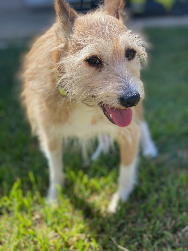 Leo, an adoptable Chinese Crested Dog & Corgi Mix in Houston, TX_image-6