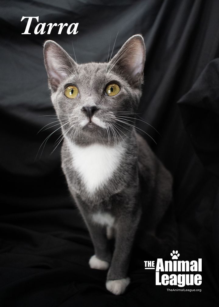 Tarra, an adopted Domestic Short Hair Mix in Clermont, FL_image-2