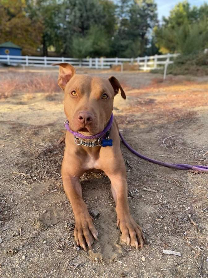 Vizsla staffordshire cheap terrier mix