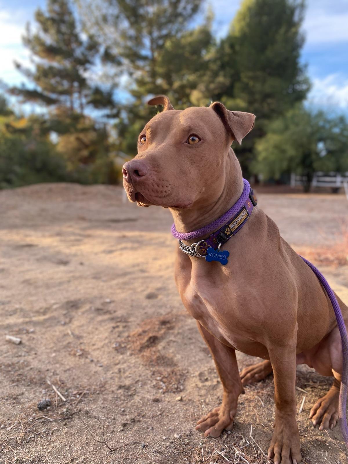 Vizsla store terrier mix