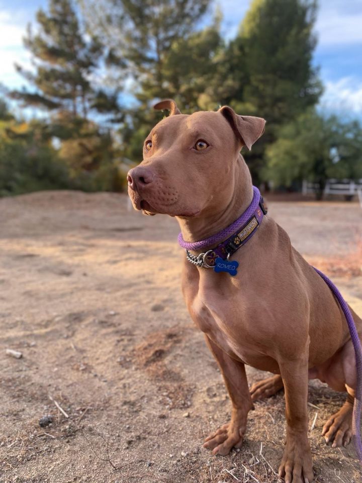 vizsla terrier mix