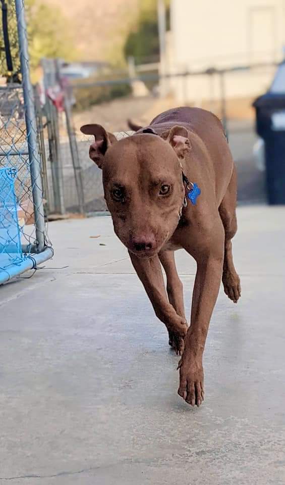 vizsla terrier mix