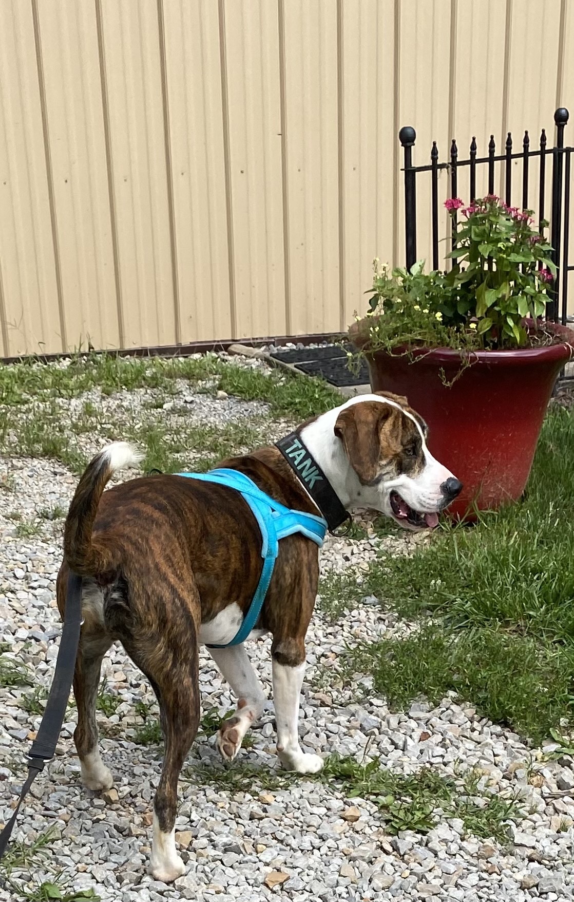 Tank, an adoptable Boxer, Mastiff in Salem, WV, 26426 | Photo Image 5