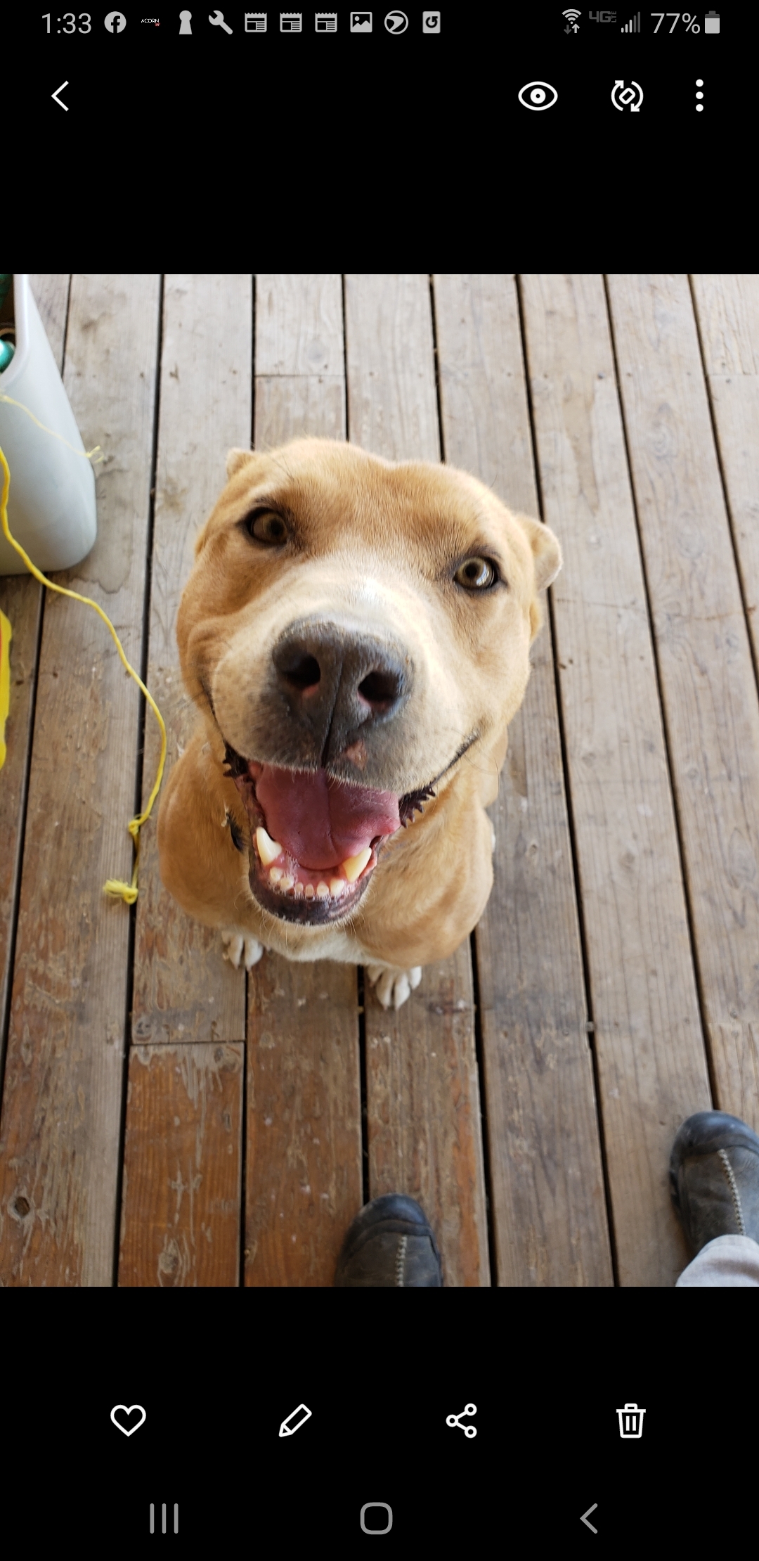 Arlo, an adoptable Retriever, Staffordshire Bull Terrier in Crested Butte , CO, 81224 | Photo Image 2