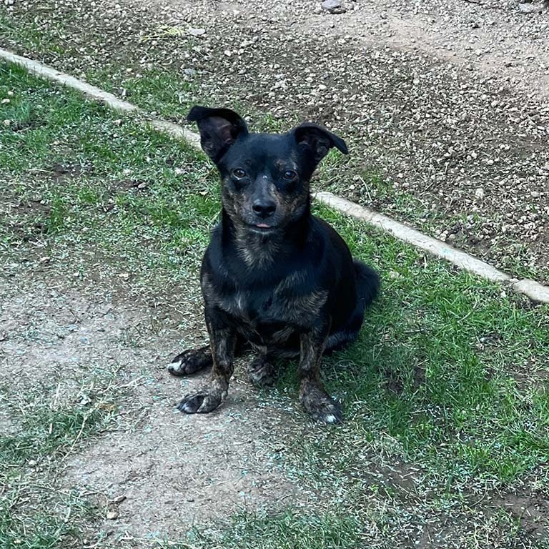 Ellie, an adoptable Chihuahua, Dachshund in Phoenix, AZ, 85048 | Photo Image 2