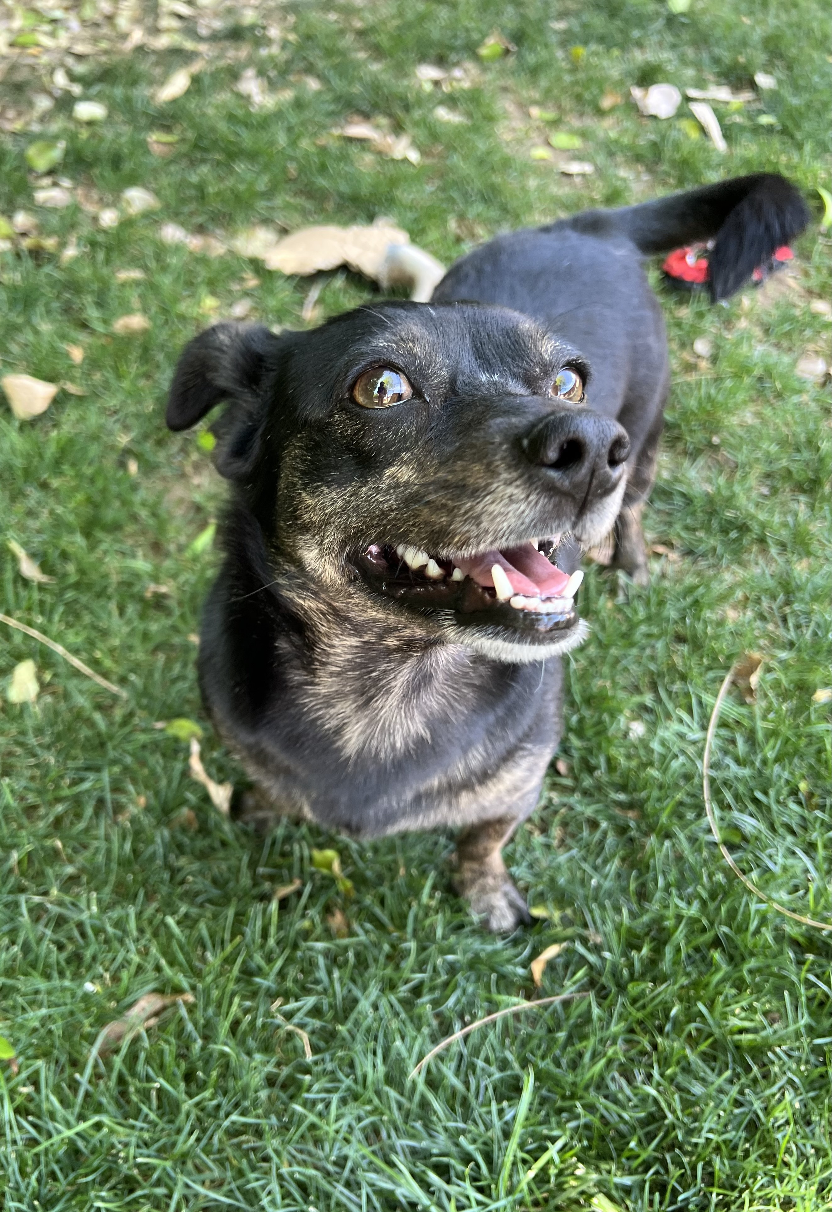 Ellie, an adoptable Chihuahua, Dachshund in Phoenix, AZ, 85048 | Photo Image 1