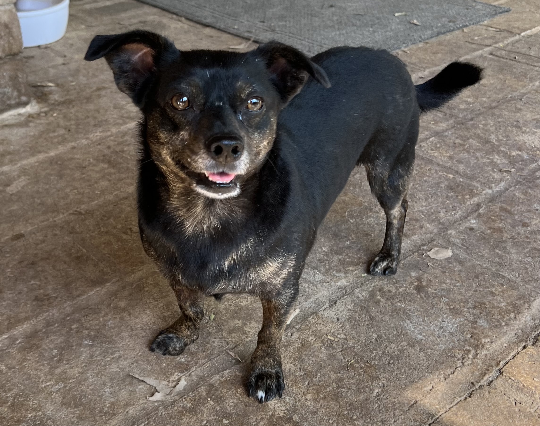 Ellie, an adoptable Chihuahua, Dachshund in Phoenix, AZ, 85048 | Photo Image 3