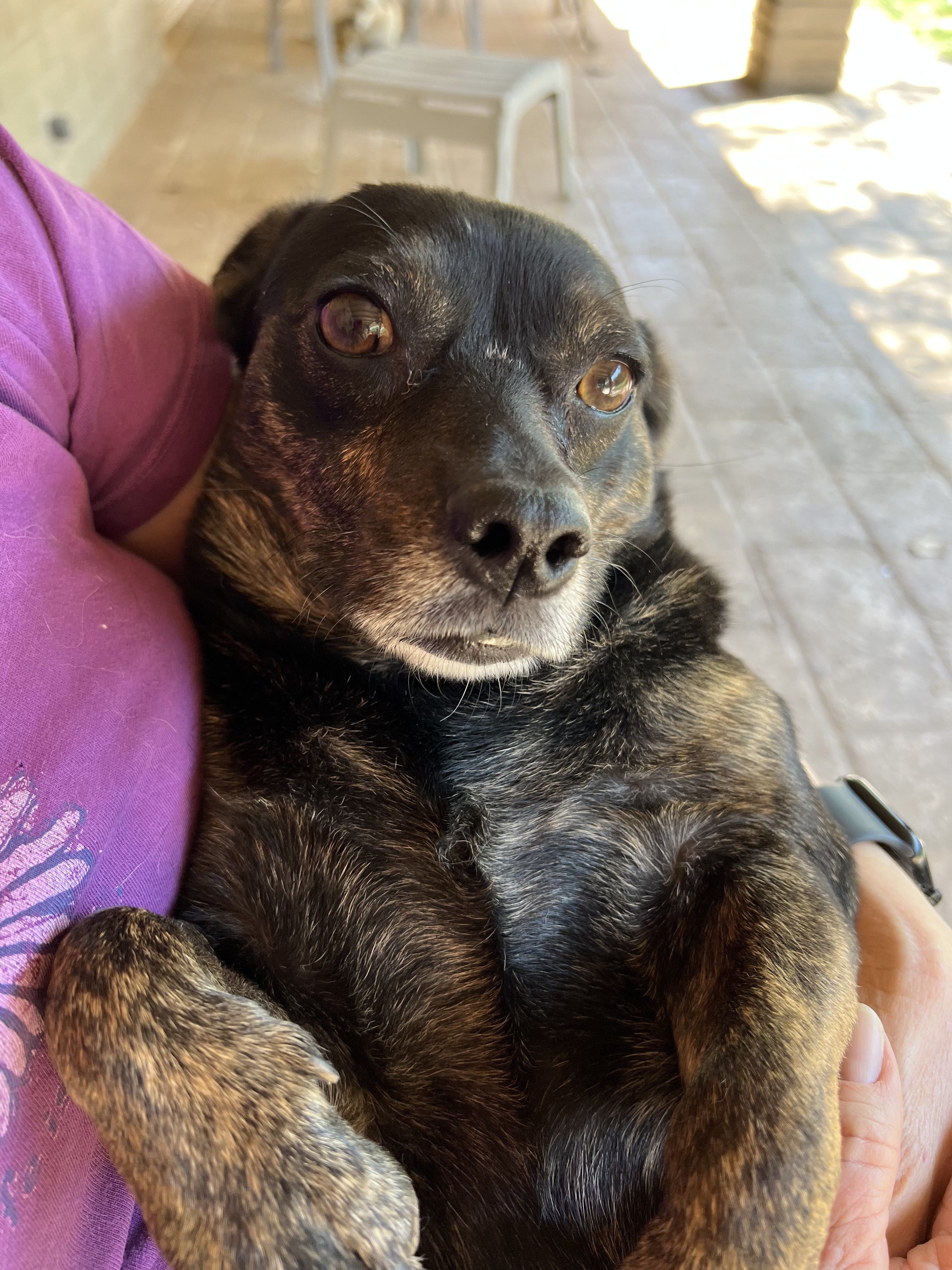 Ellie, an adoptable Chihuahua, Dachshund in Phoenix, AZ, 85048 | Photo Image 4