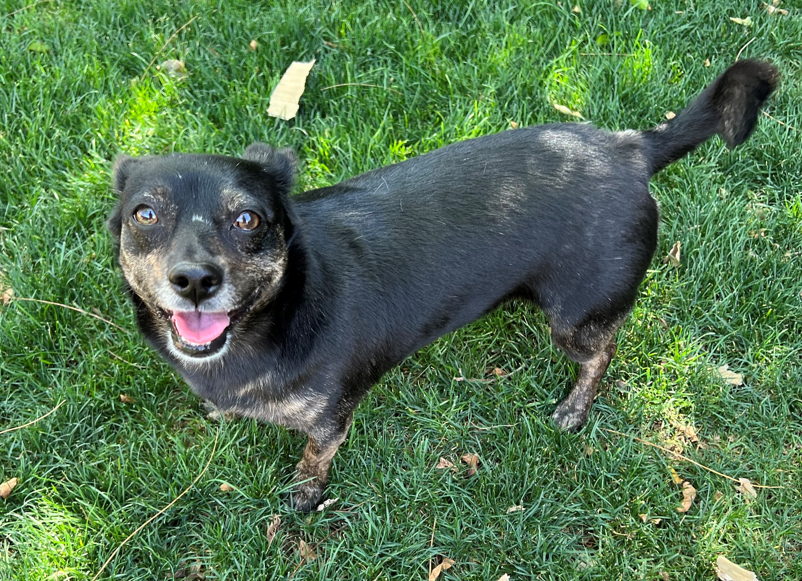 Ellie, an adoptable Chihuahua, Dachshund in Phoenix, AZ, 85048 | Photo Image 5