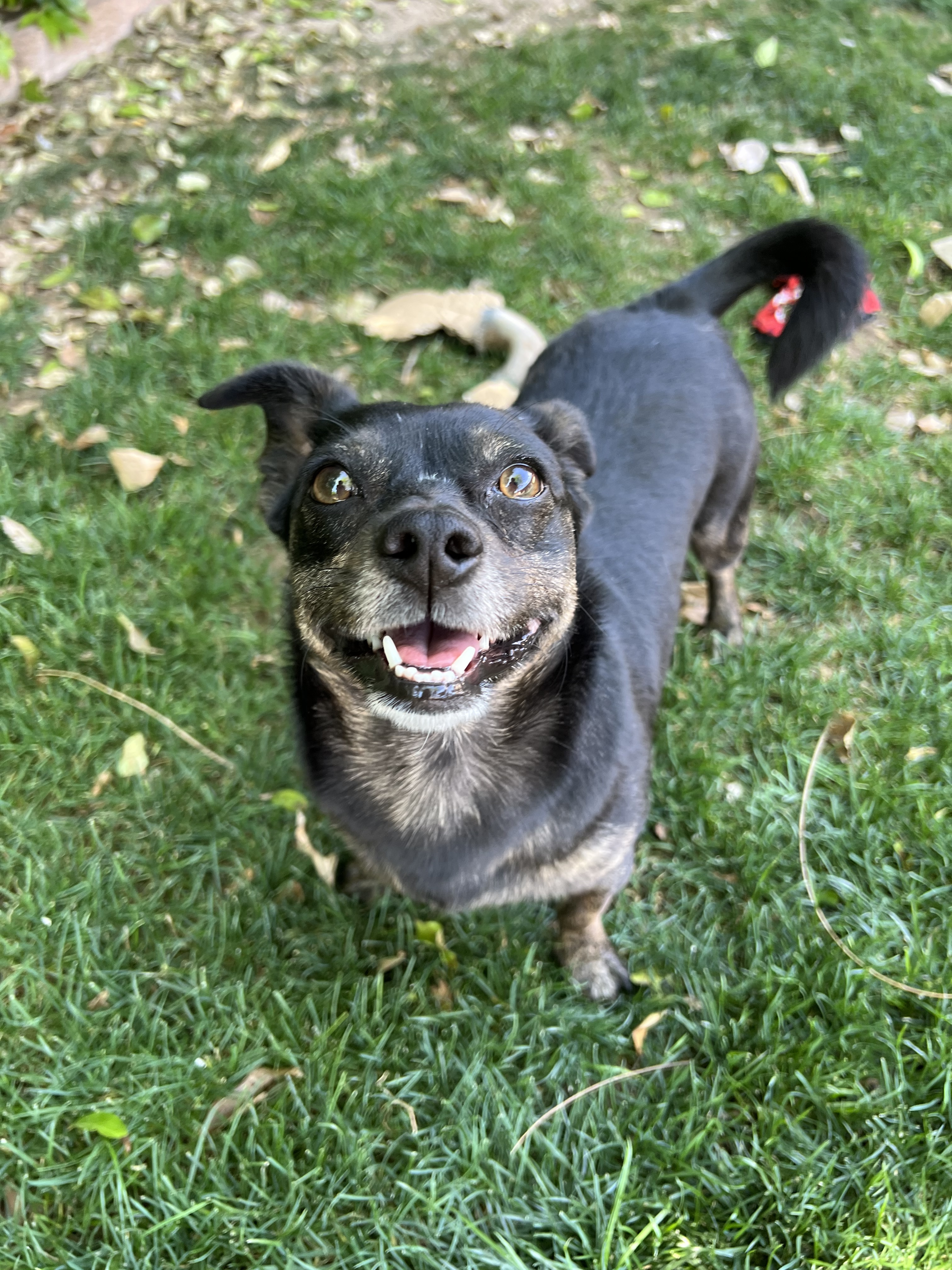 Ellie, an adoptable Chihuahua, Dachshund in Phoenix, AZ, 85048 | Photo Image 6