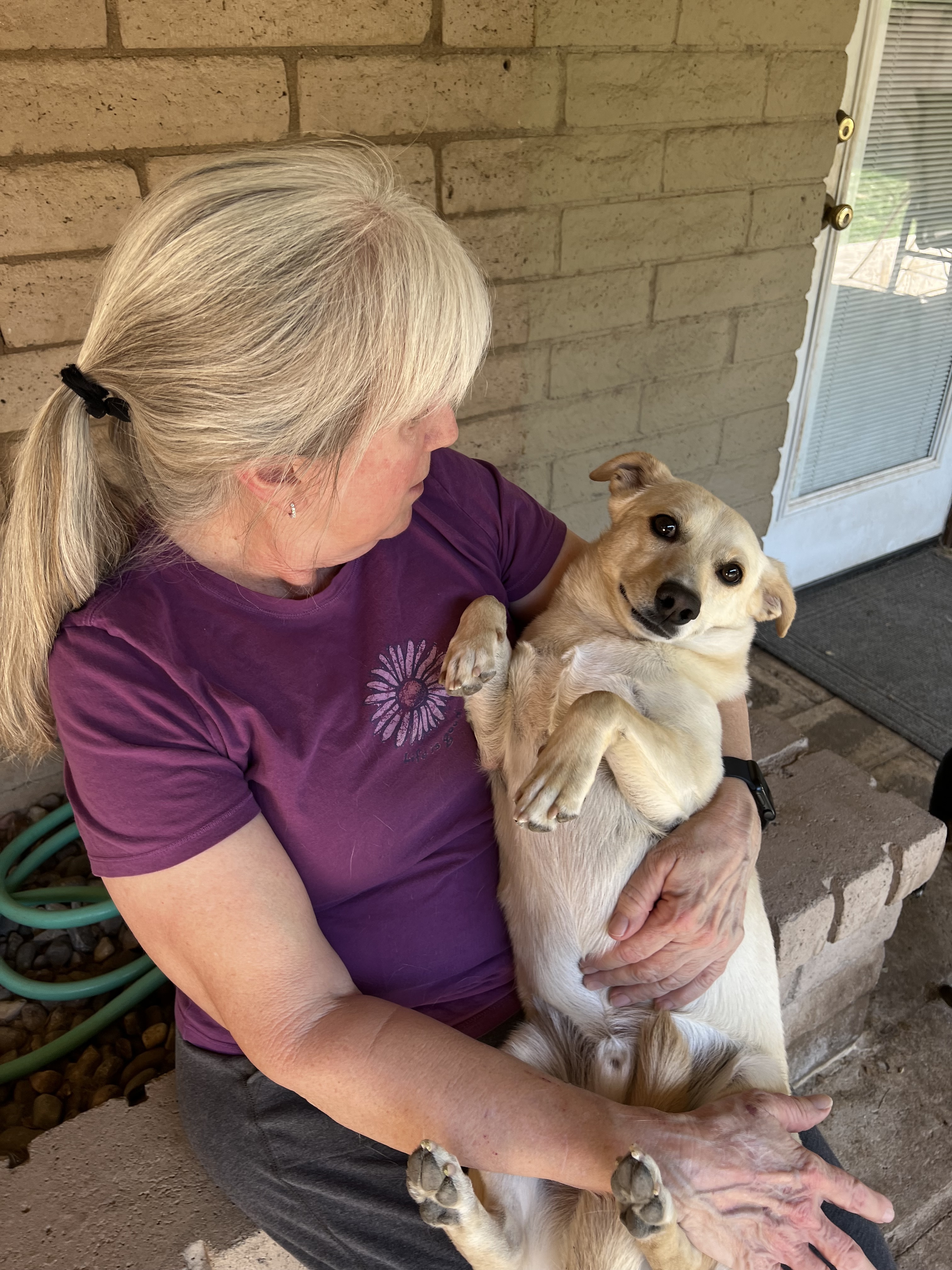 Ollie, an adoptable Chihuahua, Dachshund in Phoenix, AZ, 85048 | Photo Image 2