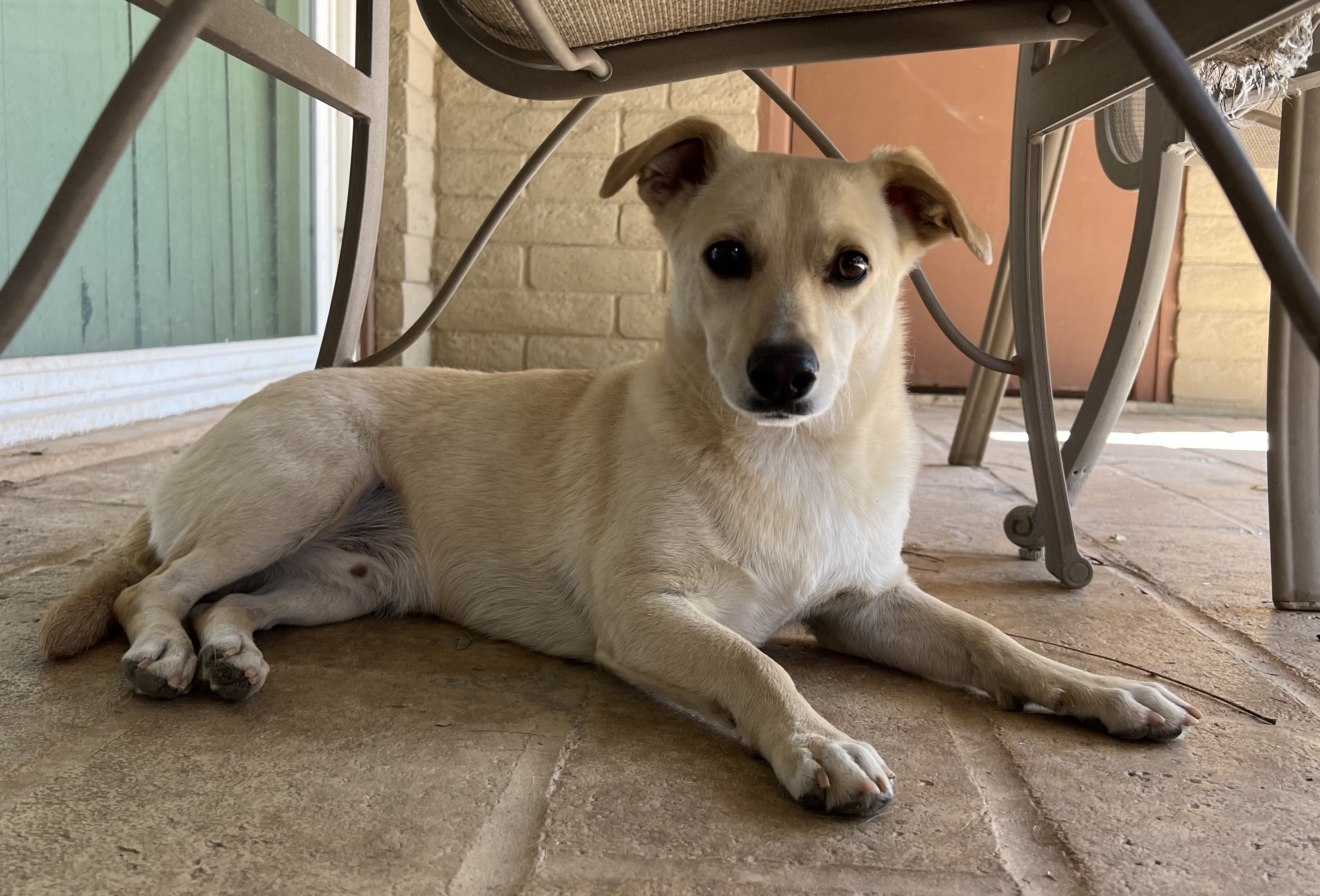 Ollie, an adoptable Chihuahua, Dachshund in Phoenix, AZ, 85048 | Photo Image 3