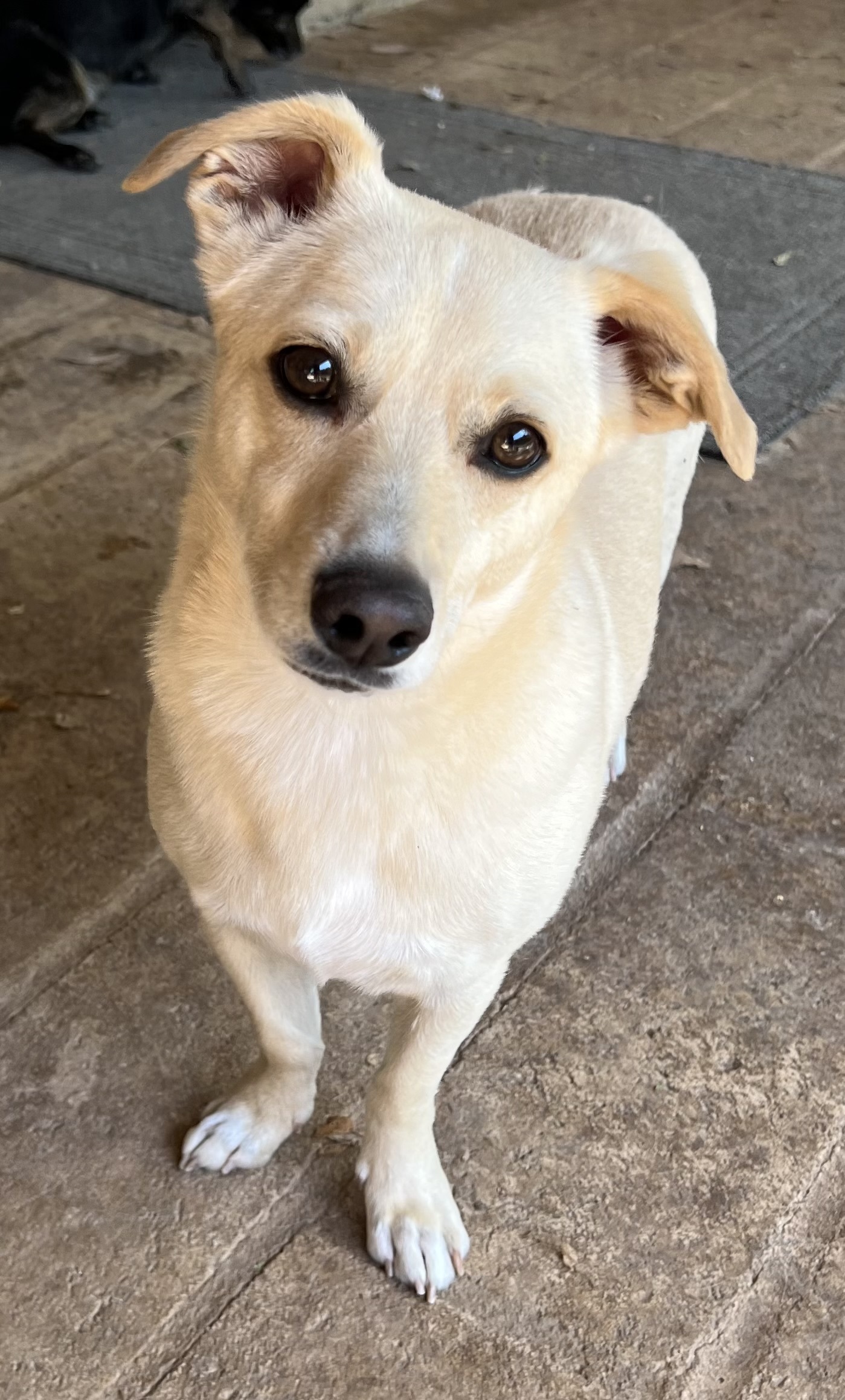 Ollie, an adoptable Chihuahua, Dachshund in Phoenix, AZ, 85048 | Photo Image 1