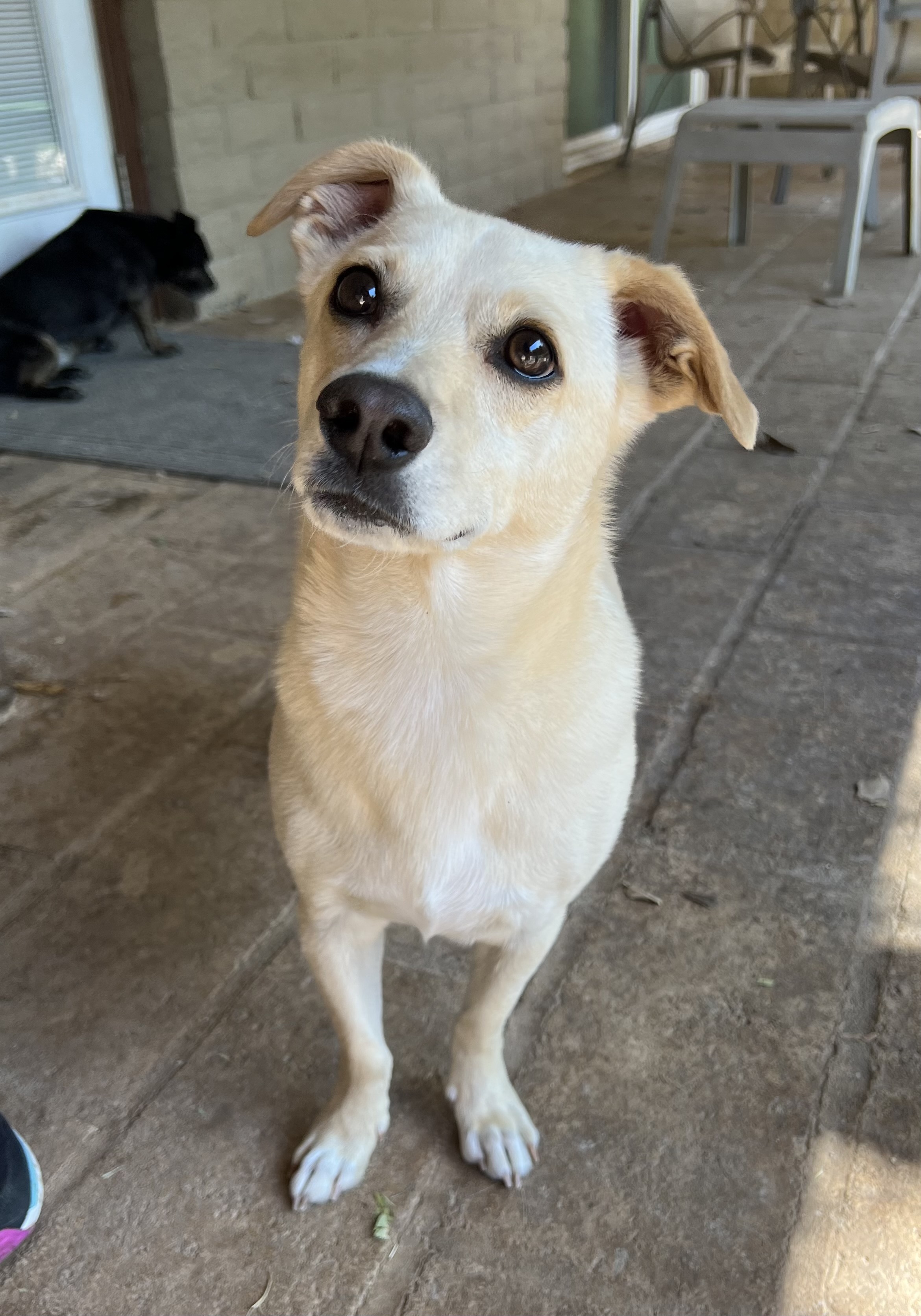 Ollie, an adoptable Chihuahua, Dachshund in Phoenix, AZ, 85048 | Photo Image 4