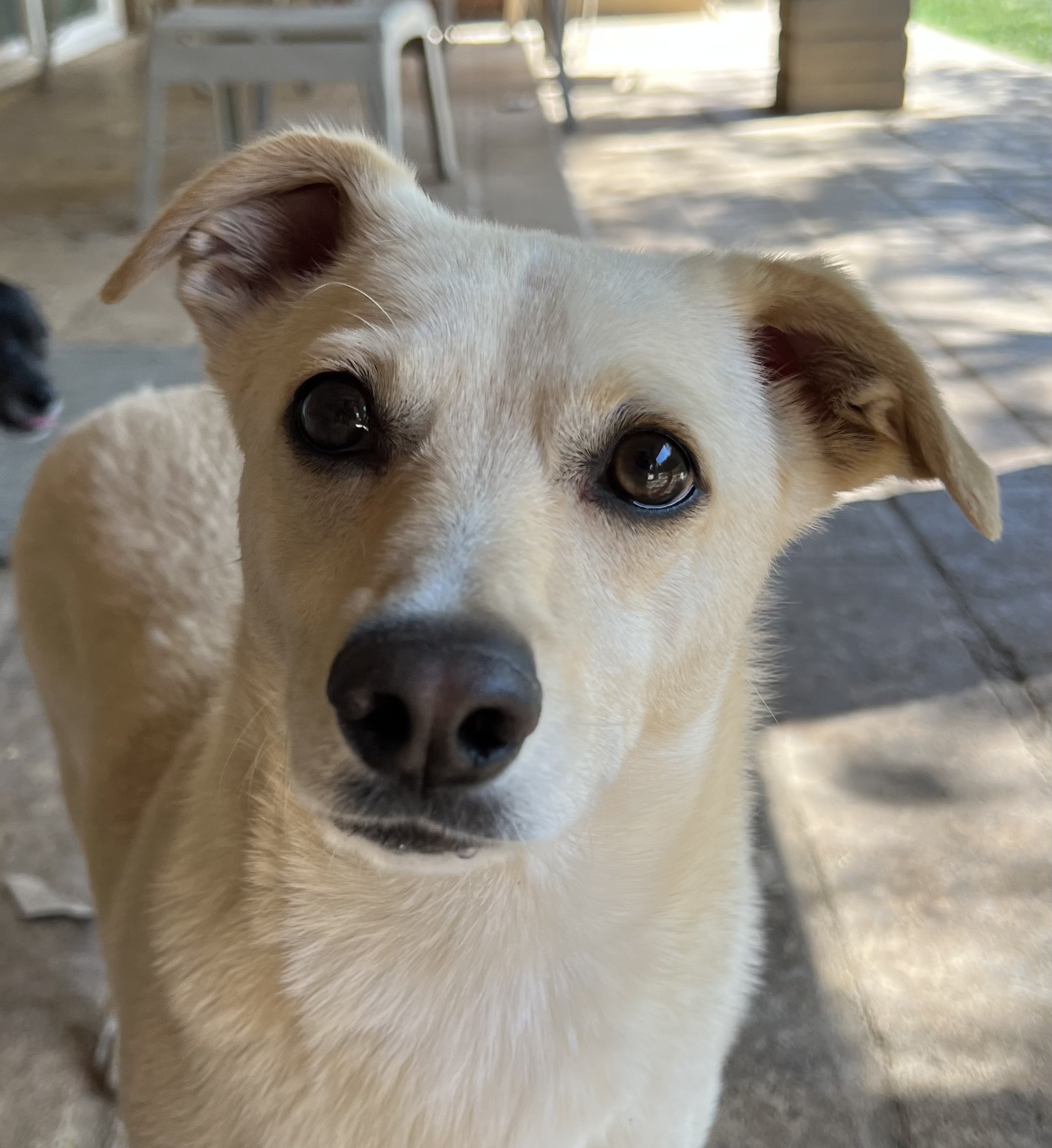 Ollie, an adoptable Chihuahua, Dachshund in Phoenix, AZ, 85048 | Photo Image 5