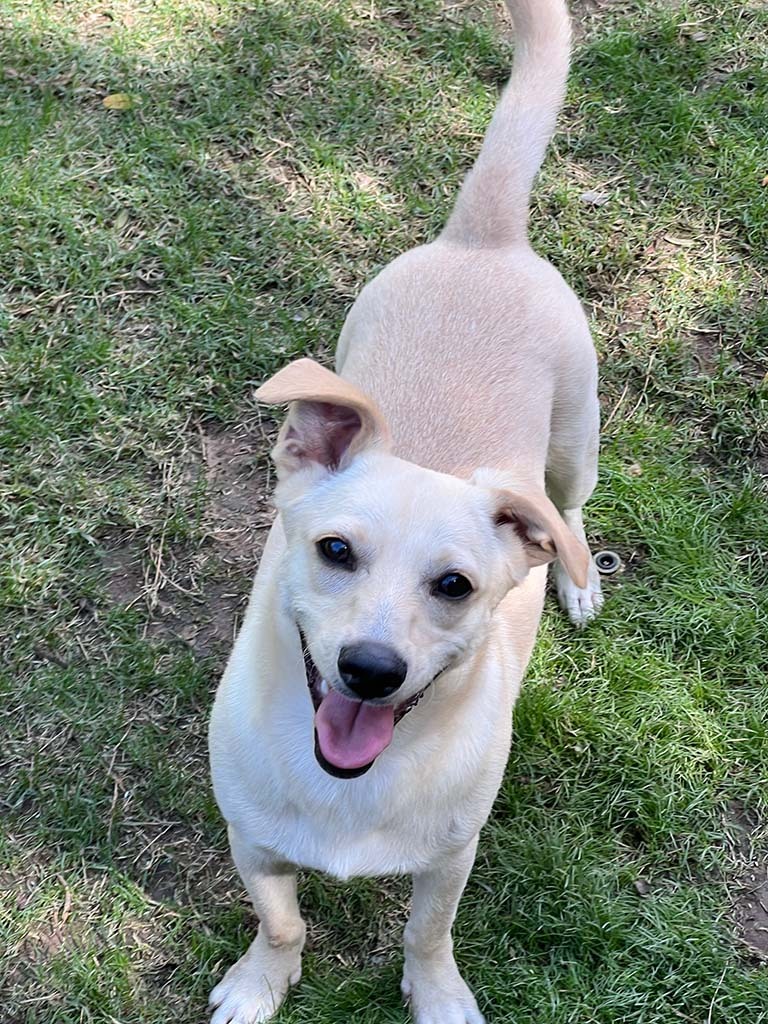 Ollie, an adoptable Chihuahua, Dachshund in Phoenix, AZ, 85048 | Photo Image 6