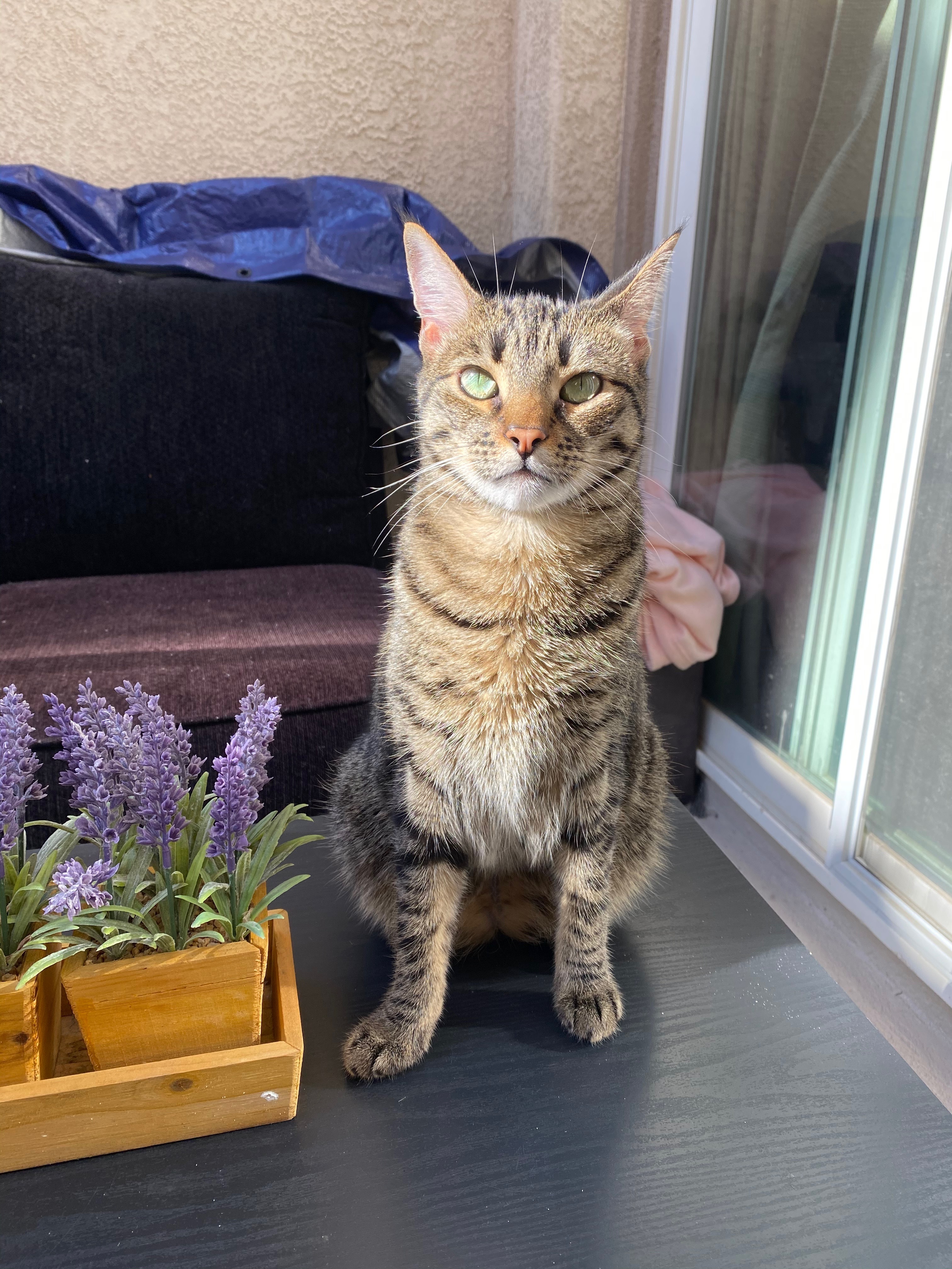 Stormi, an adoptable Domestic Short Hair, Bengal in San Diego, CA, 92109 | Photo Image 3