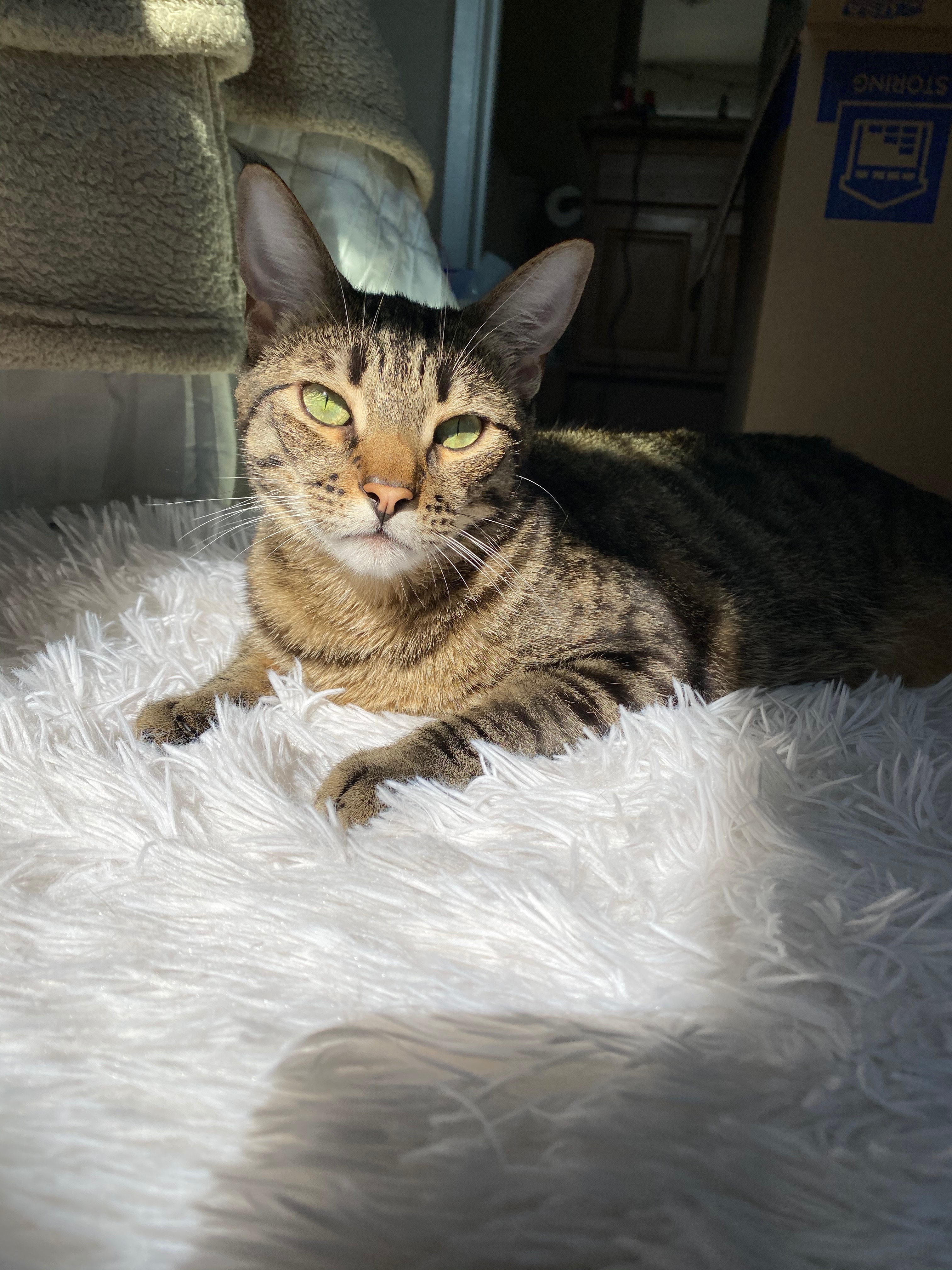 Stormi, an adoptable Domestic Short Hair, Bengal in San Diego, CA, 92109 | Photo Image 5