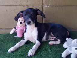 Pixie, an adopted Terrier & Beagle Mix in San Diego, CA_image-1