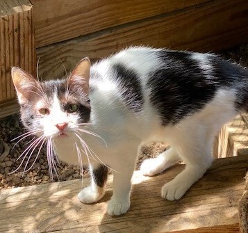 Mook the Perma-Kitten!, an adoptable Domestic Short Hair in San Antonio, TX, 78240 | Photo Image 2