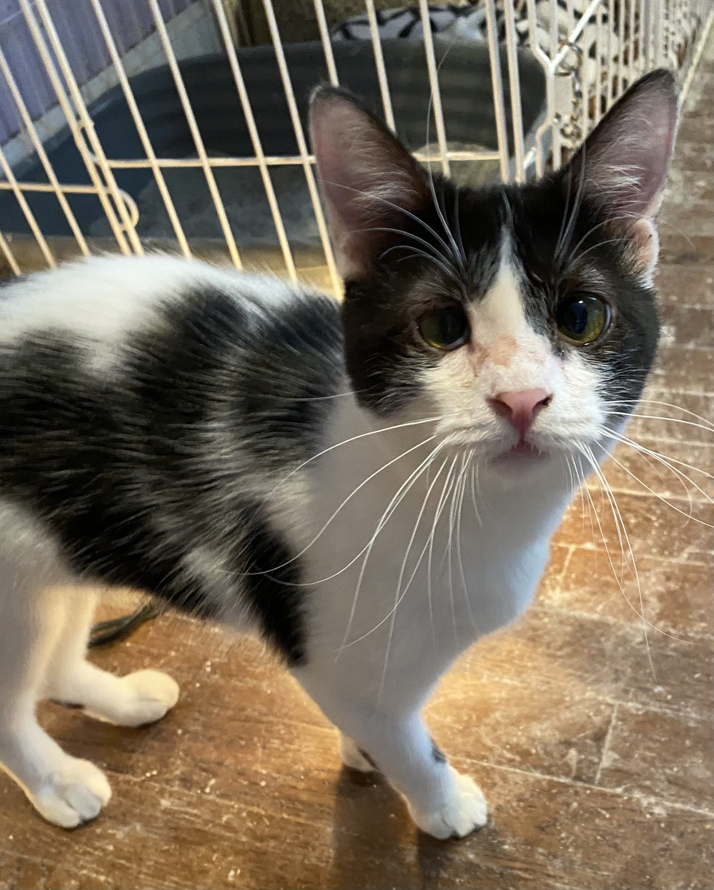 Mook the Perma-Kitten!, an adoptable Domestic Short Hair in San Antonio, TX, 78240 | Photo Image 1