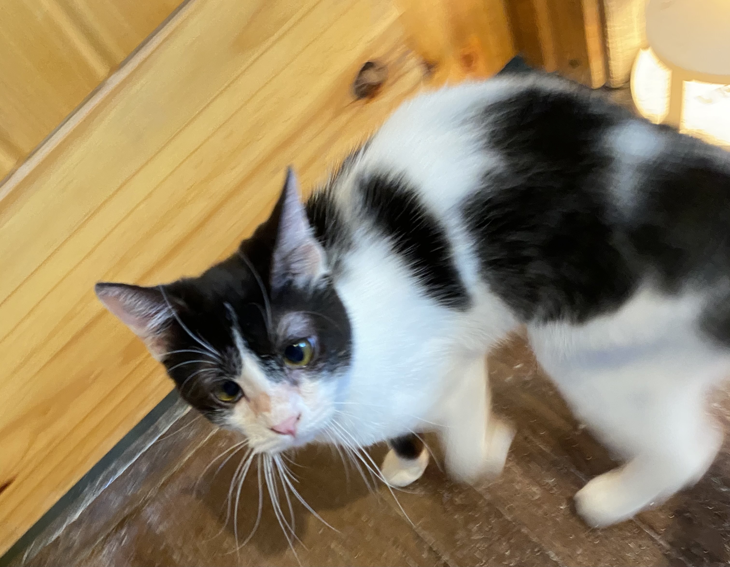 Mook the Perma-Kitten!, an adoptable Domestic Short Hair in San Antonio, TX, 78240 | Photo Image 3