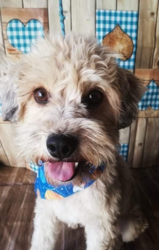 Pepito, an adopted Poodle & Wheaten Terrier Mix in San Diego, CA_image-1