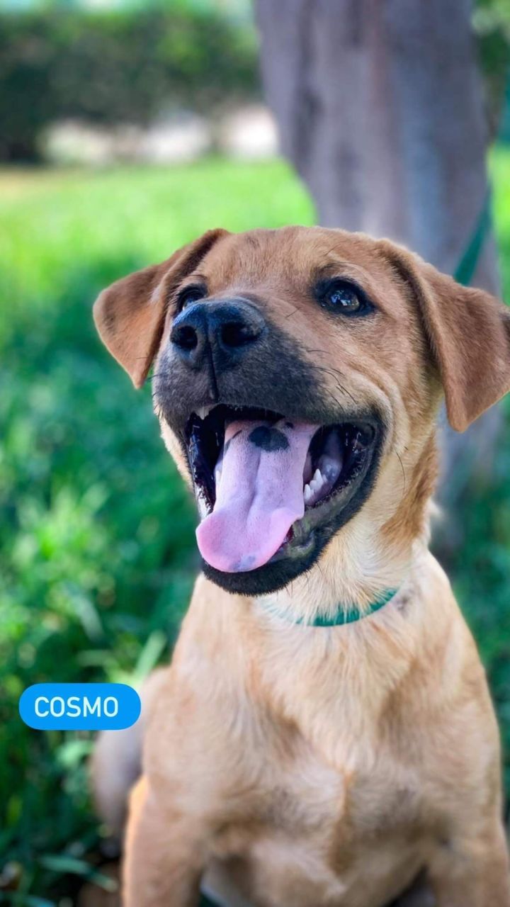 Cosmo, an adopted Labrador Retriever Mix in San Diego, CA_image-1