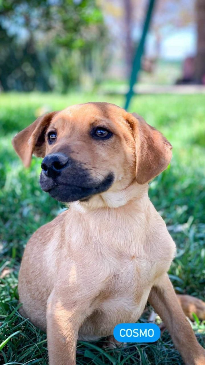 Cosmo, an adopted Labrador Retriever Mix in San Diego, CA_image-2