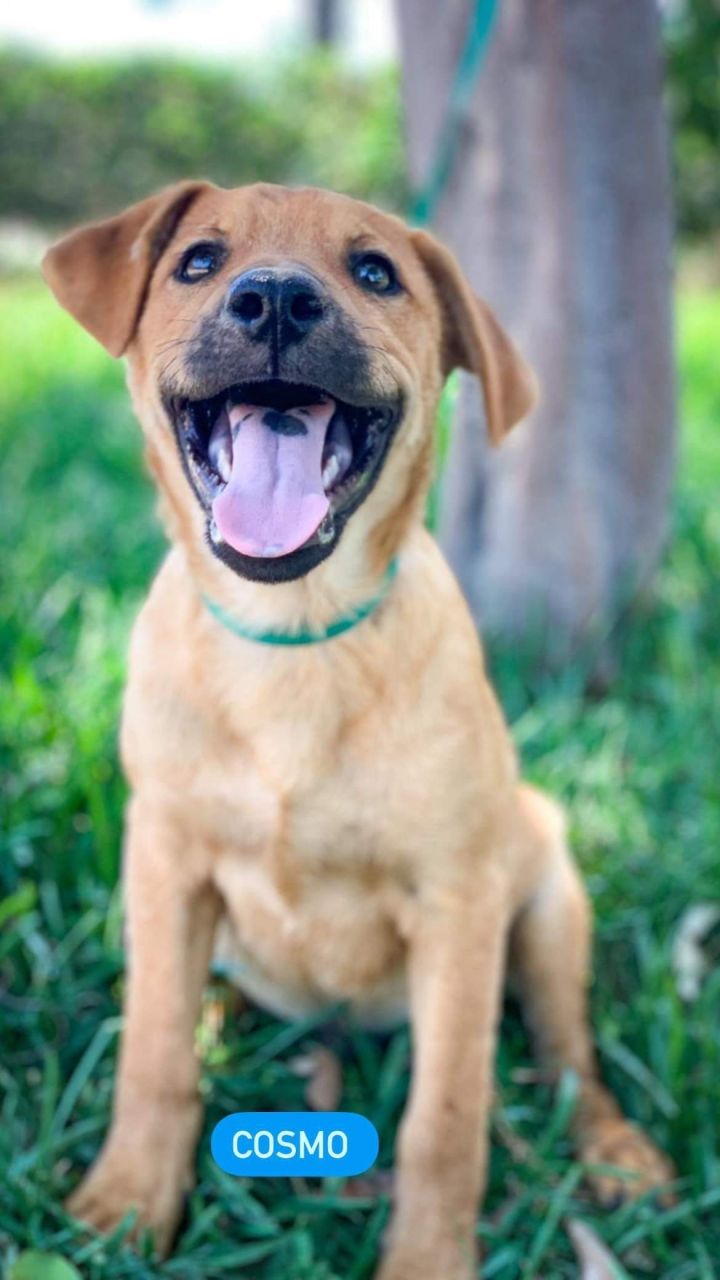 Cosmo, an adopted Labrador Retriever Mix in San Diego, CA_image-3
