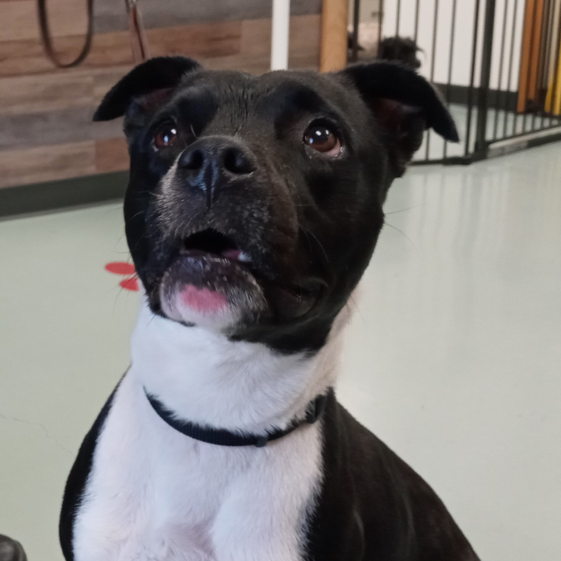 Luna, an adoptable Pit Bull Terrier in Payson, AZ, 85541 | Photo Image 1