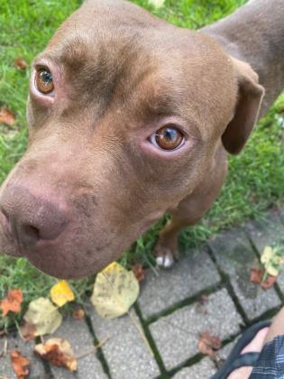 Atika, an adoptable Pit Bull Terrier in Oak Park, IL, 60304 | Photo Image 1