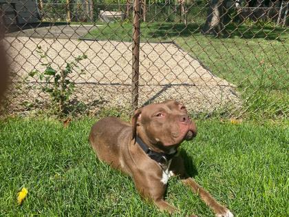 Atika, an adoptable Pit Bull Terrier in Oak Park, IL, 60304 | Photo Image 2