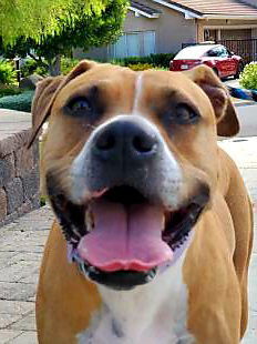 Ginger - I Need A Foster!, an adoptable American Staffordshire Terrier in San Diego, CA, 92172 | Photo Image 1