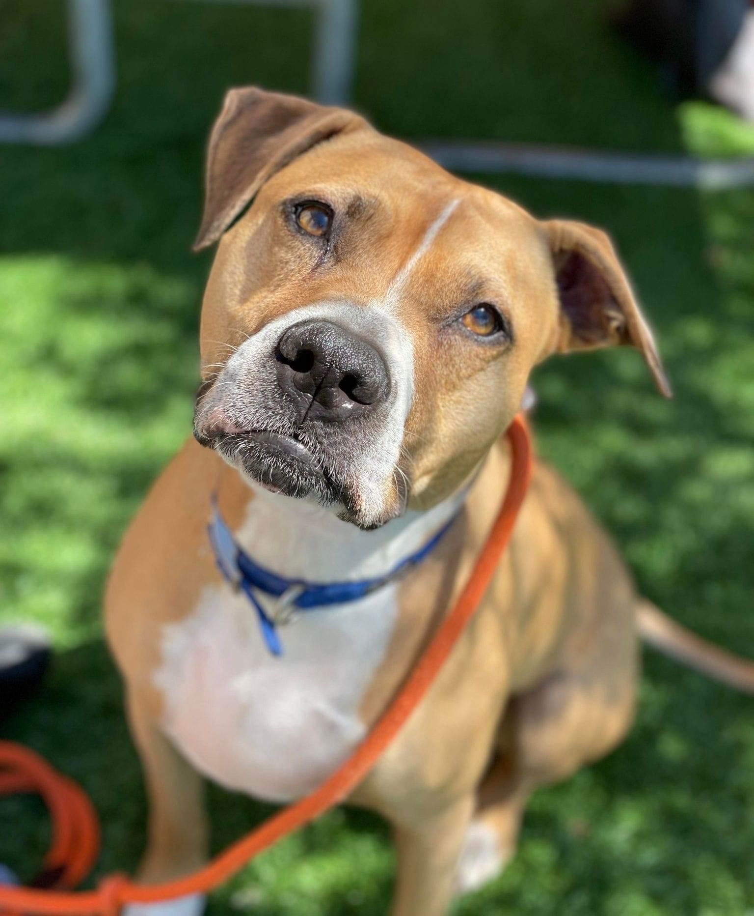 Ginger - I Need A Foster!, an adoptable American Staffordshire Terrier in San Diego, CA, 92172 | Photo Image 1