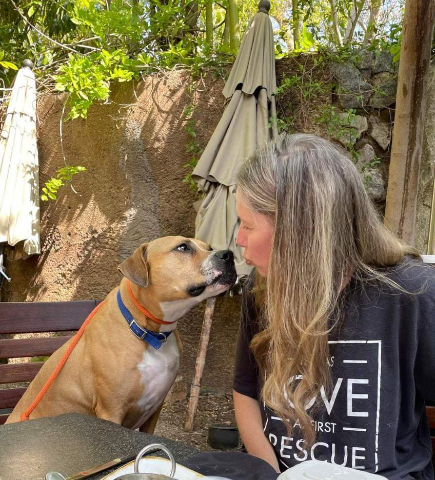 Ginger - I Need A Foster!, an adoptable American Staffordshire Terrier in San Diego, CA, 92172 | Photo Image 3