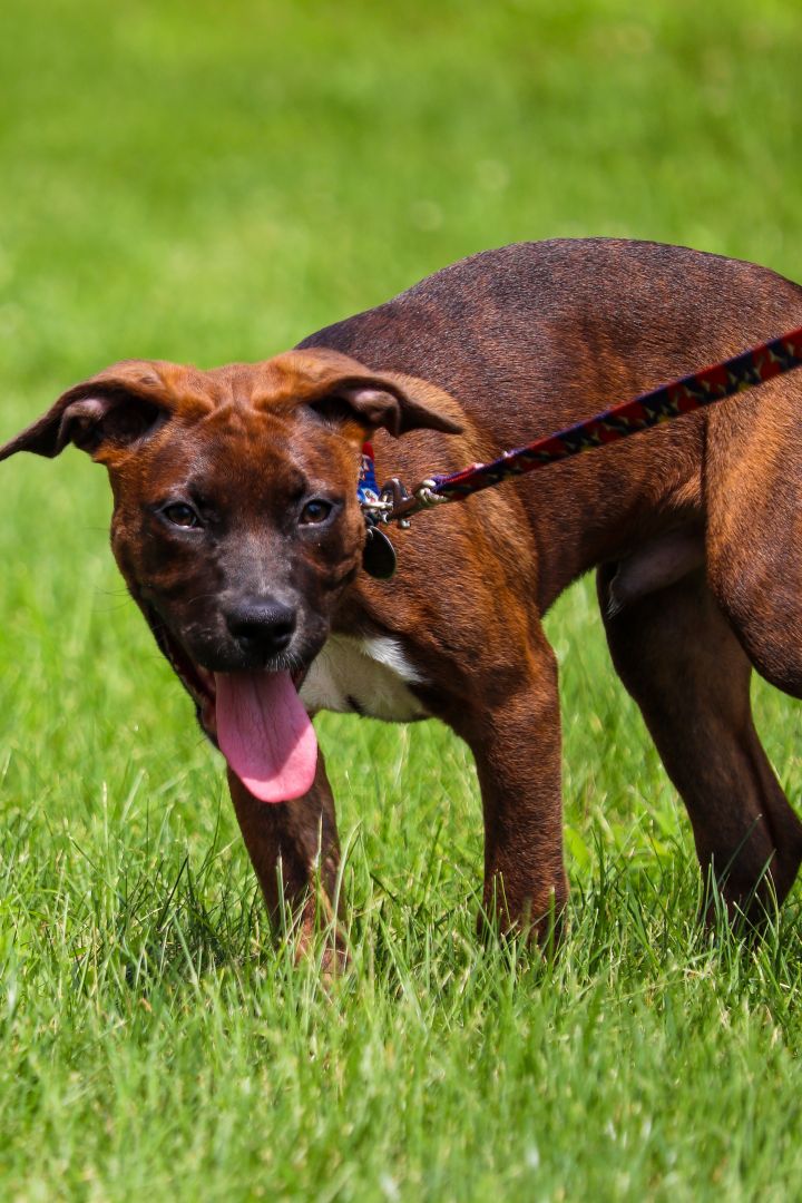 Elvis, an adopted Pit Bull Terrier Mix in Oregon, OH_image-1