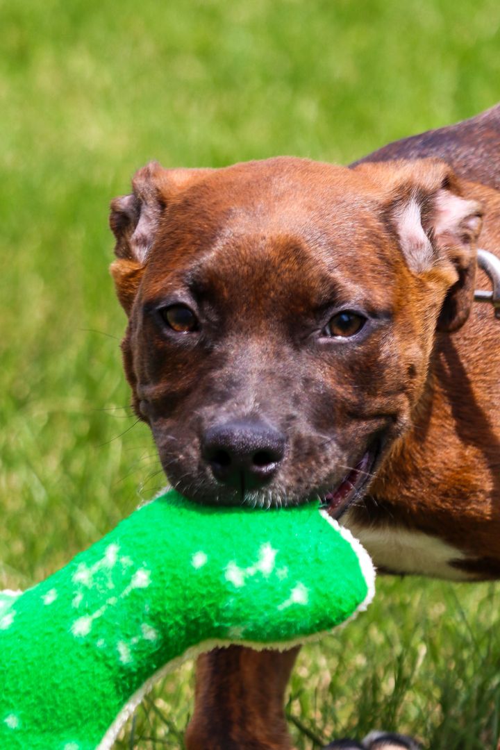 Elvis, an adopted Pit Bull Terrier Mix in Oregon, OH_image-2