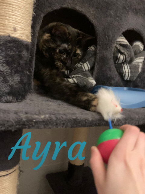 Sansa & Ayra 5
