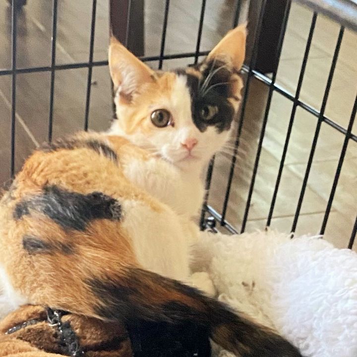 Lexi, an adoptable Calico & Domestic Short Hair Mix in Mission Viejo, CA_image-4