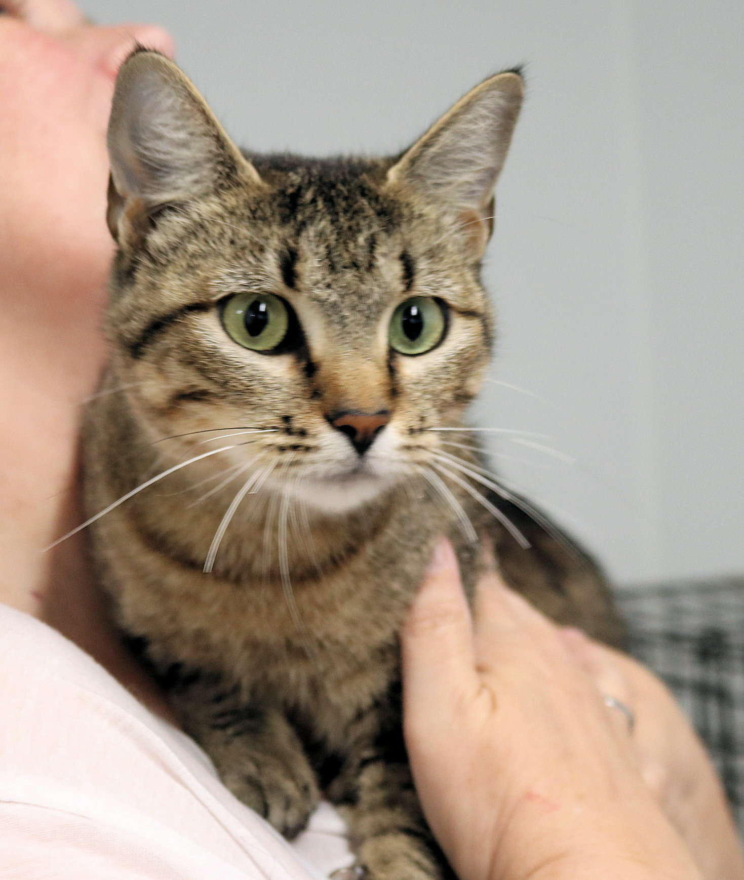 Marina, an adoptable Domestic Short Hair in Reeds Spring, MO, 65737 | Photo Image 1