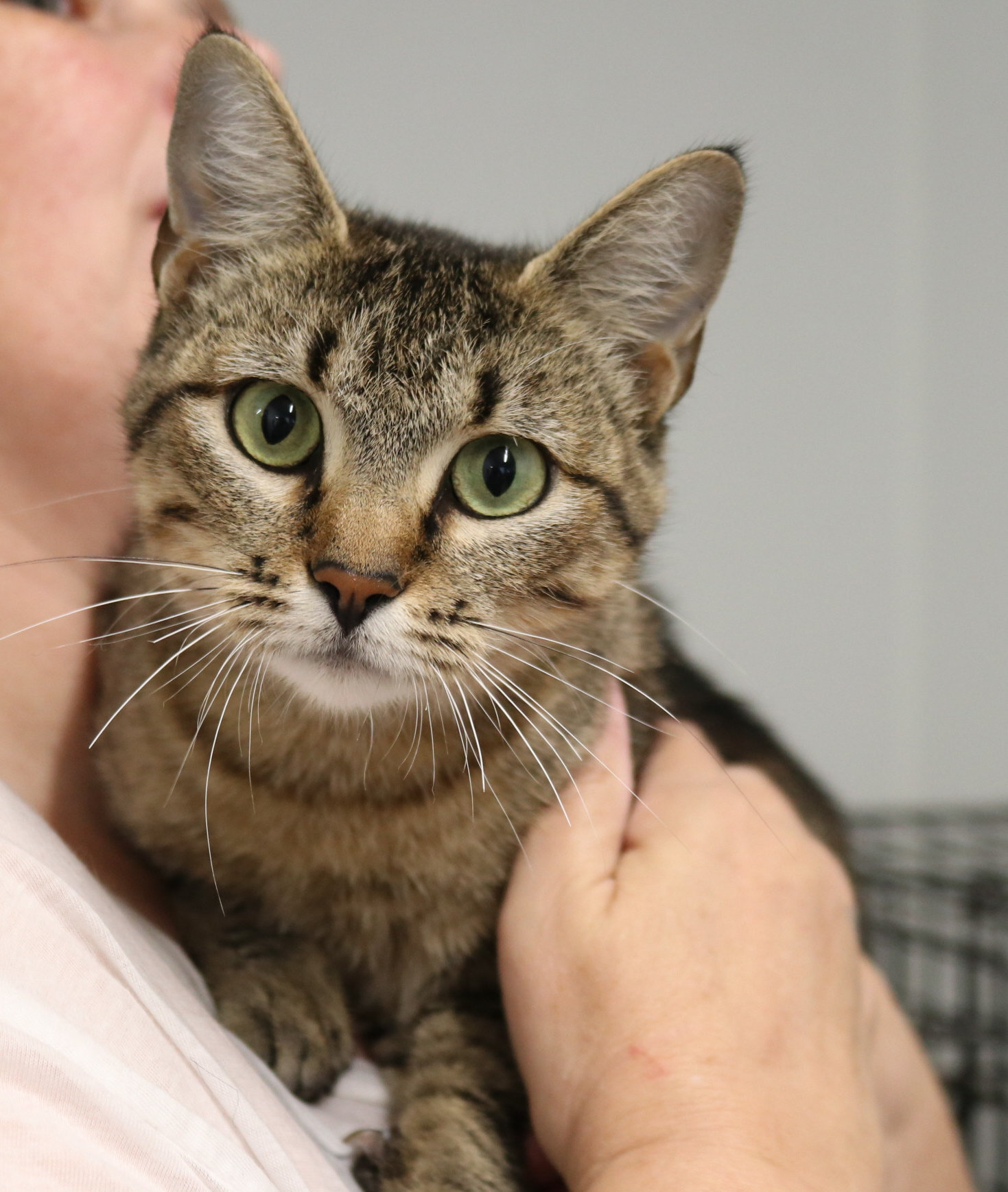 Marina, an adoptable Domestic Short Hair in Reeds Spring, MO, 65737 | Photo Image 2