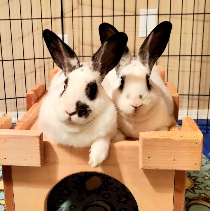 Betty & Barnaby (bonded pair), an adoptable English Spot in Albuquerque, NM_image-1