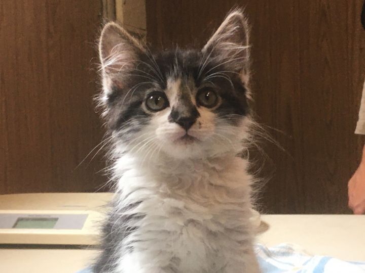 Medium store hair kitten