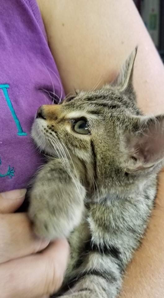 Petfinder kittens store