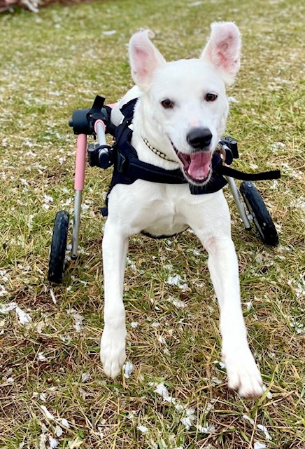 Kimmie, an adoptable Labrador Retriever in Avon, CT, 06001 | Photo Image 3