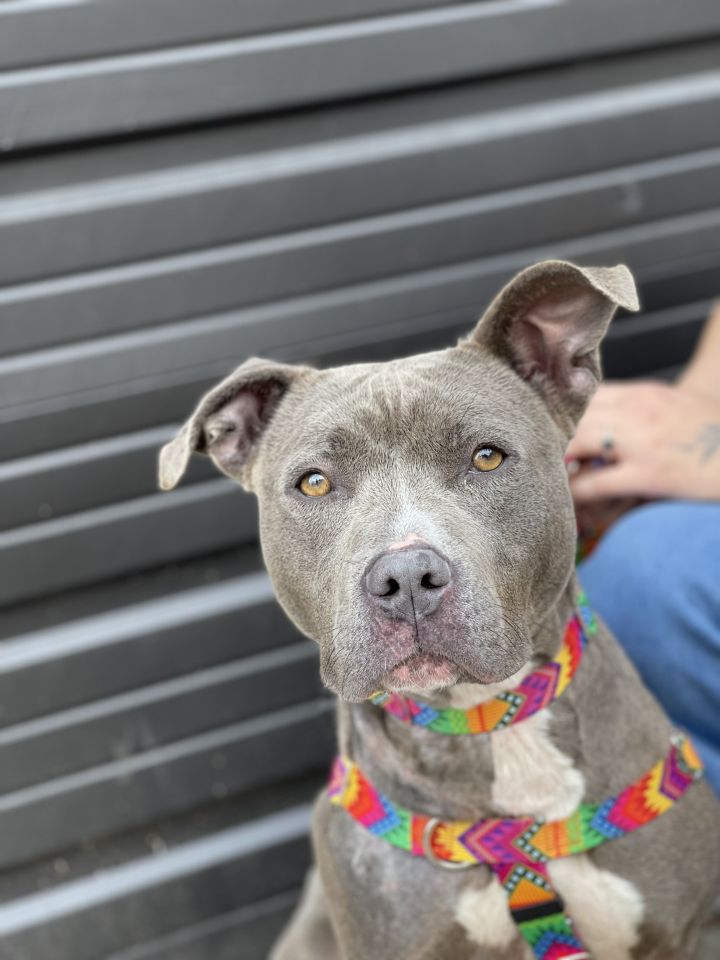 Dog For Adoption Tinsy A Pit Bull Terrier Mix In Louisville Ky Petfinder